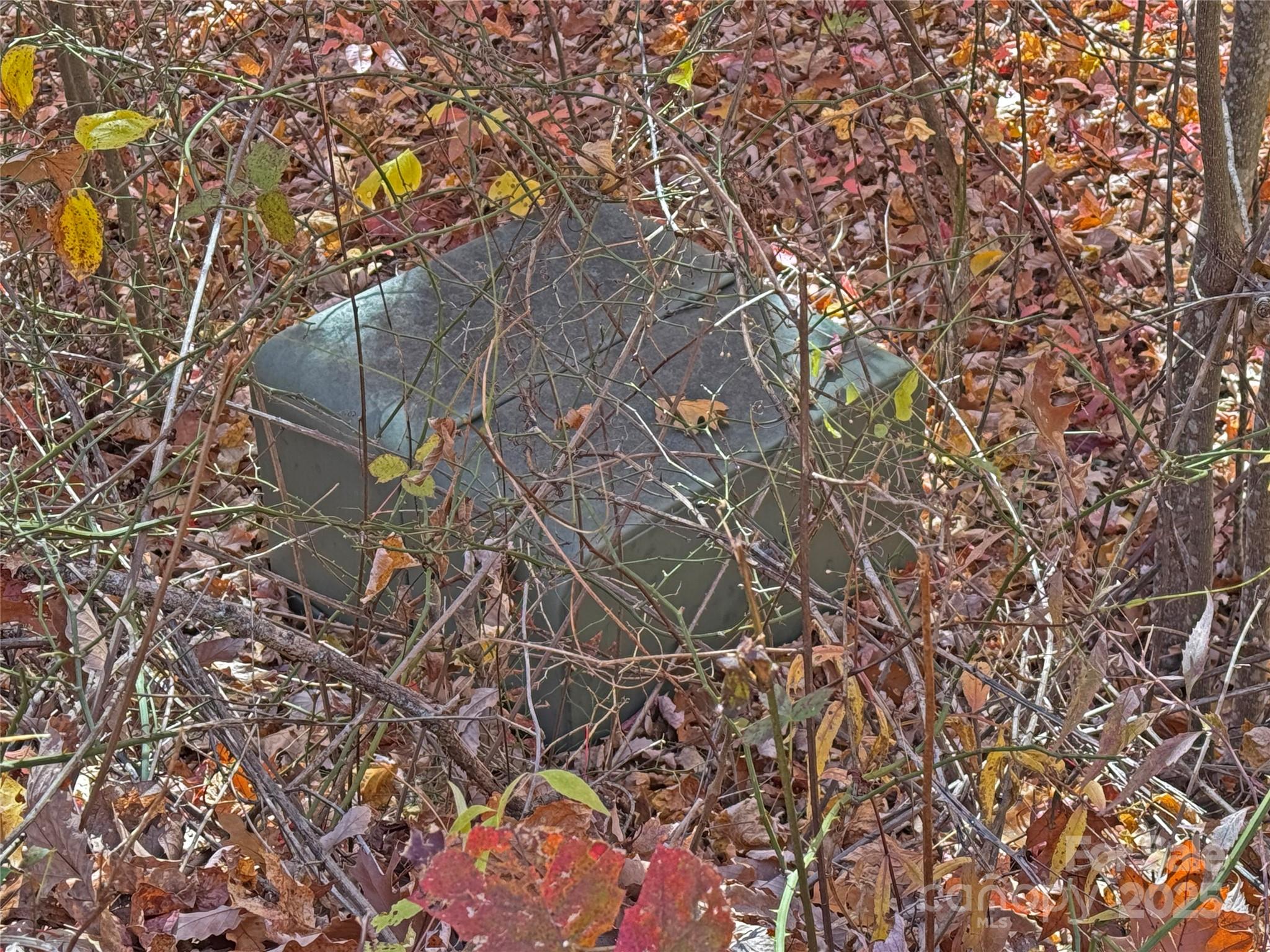 890 Panther Branch Road Hot Springs, NC 28743 - Photo 28 of 47 a picture of a tree