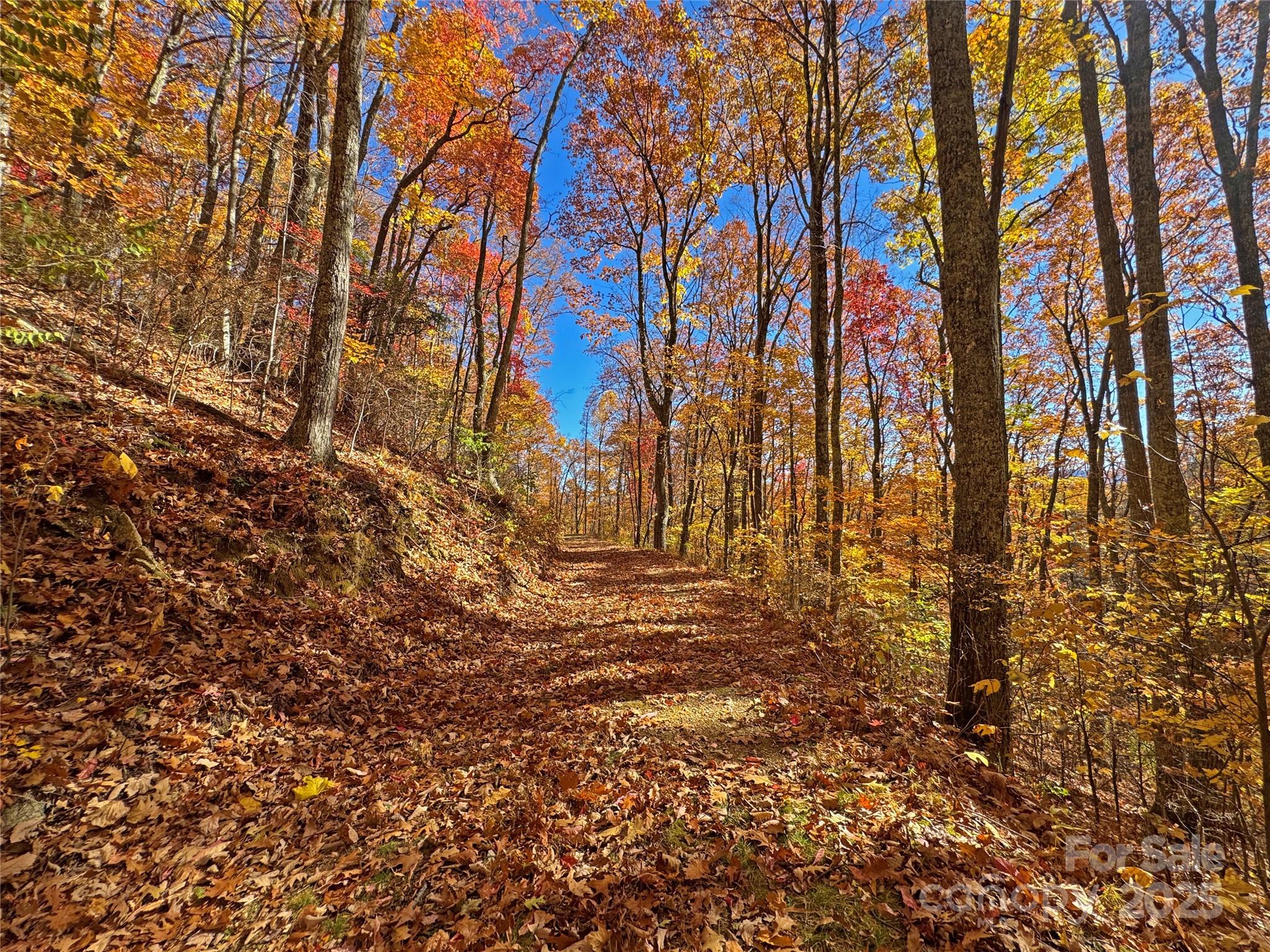 890 Panther Branch Road Hot Springs, NC 28743 - Photo 29 of 47 a view of yard