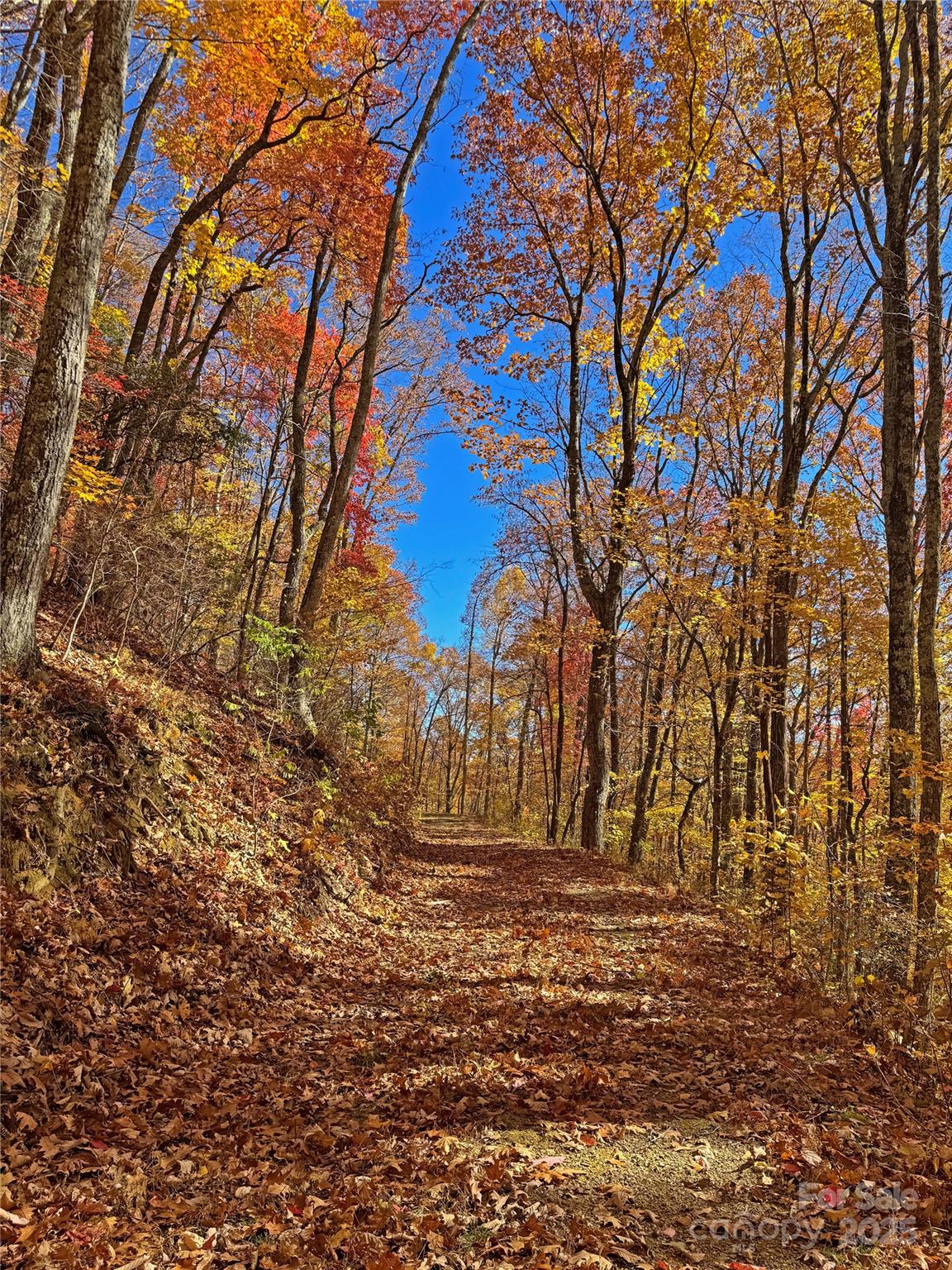 890 Panther Branch Road Hot Springs, NC 28743 - Photo 31 of 47 a view of outdoor space with playground and tree