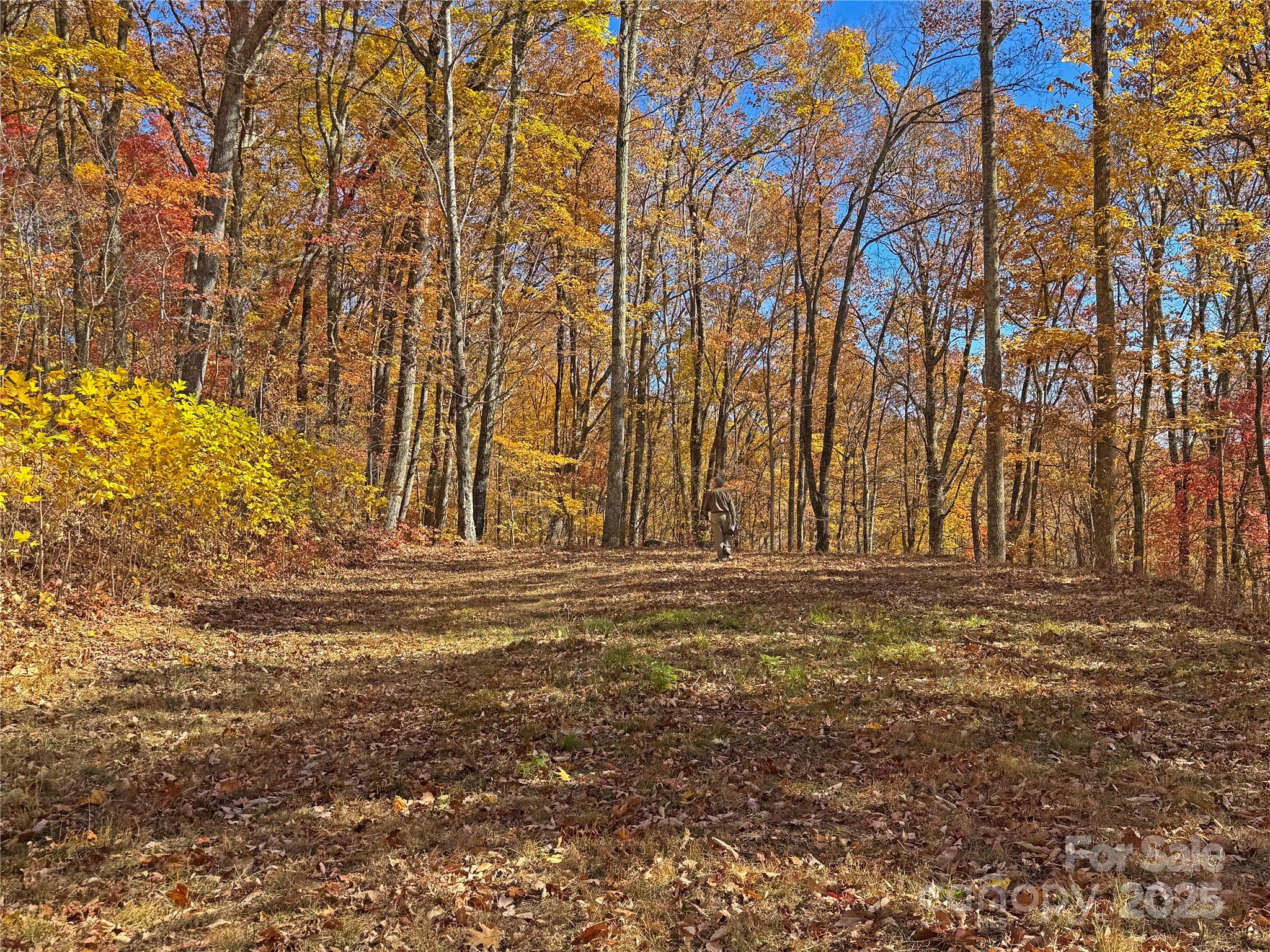 890 Panther Branch Road Hot Springs, NC 28743 - Photo 32 of 47 a view of yard with trees