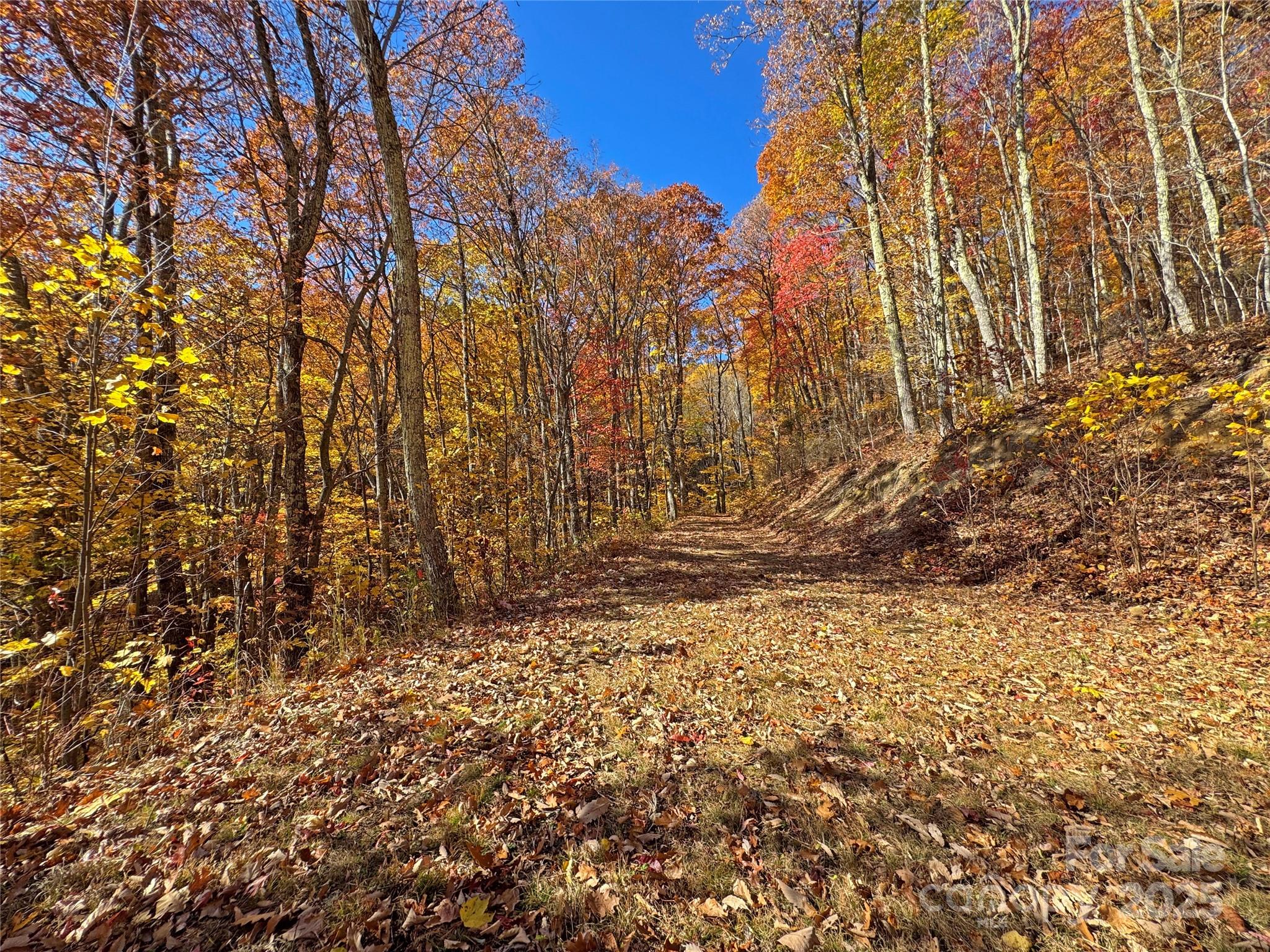 890 Panther Branch Road Hot Springs, NC 28743 - Photo 33 of 47 a view of bushes and trees