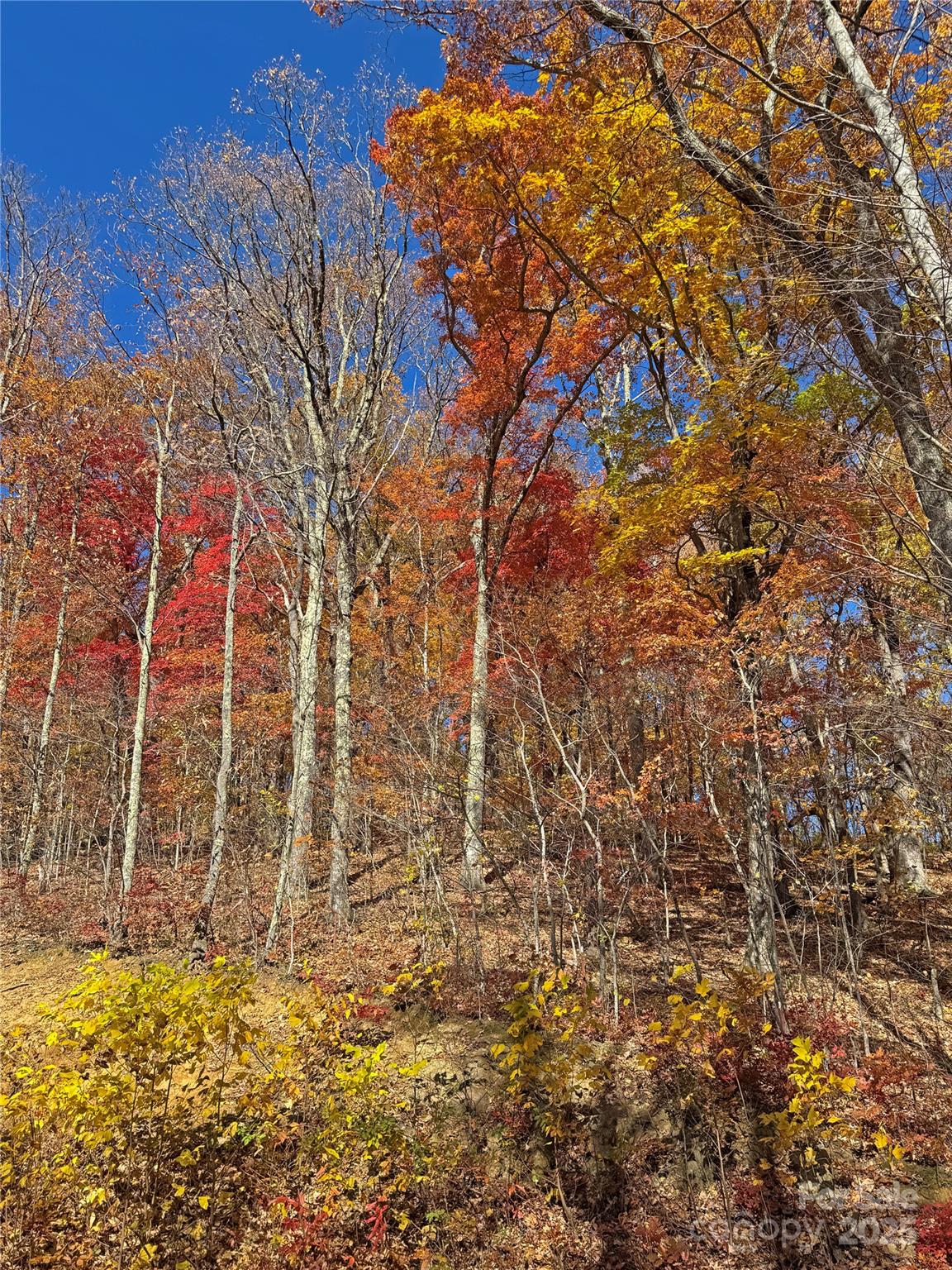 890 Panther Branch Road Hot Springs, NC 28743 - Photo 35 of 47 a backyard of a house with large trees