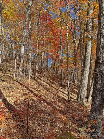 a view of covered with green space