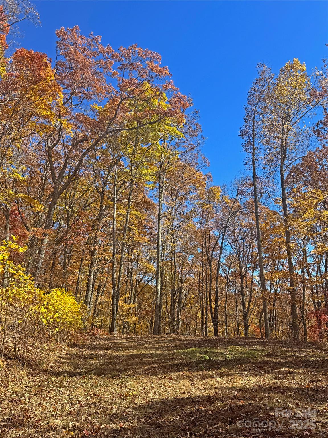 890 Panther Branch Road Hot Springs, NC 28743 - Photo 40 of 47 a view of a yard