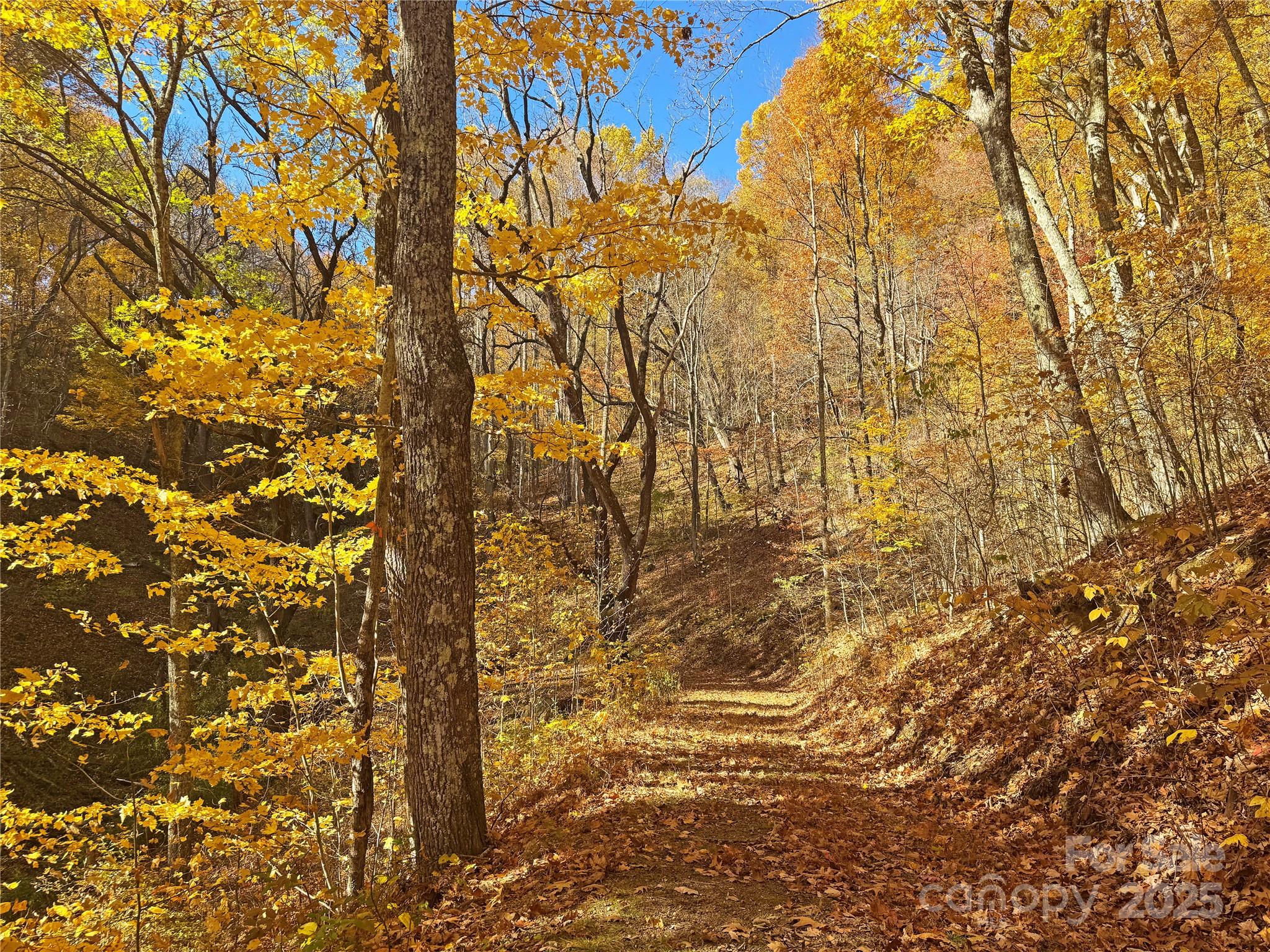 890 Panther Branch Road Hot Springs, NC 28743 - Photo 42 of 47 a view of a yard