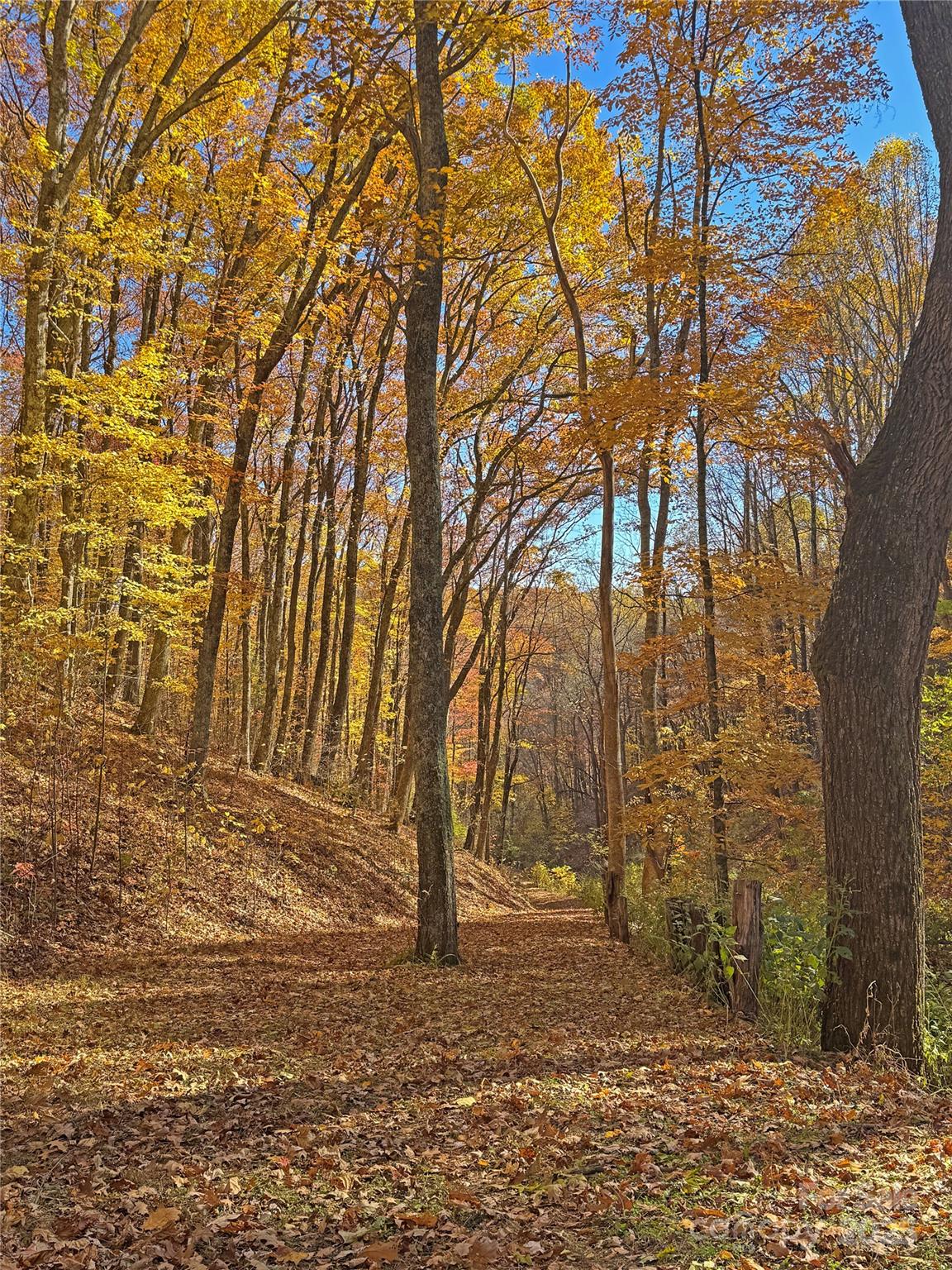 890 Panther Branch Road Hot Springs, NC 28743 - Photo 43 of 47 a backyard of a house with large trees