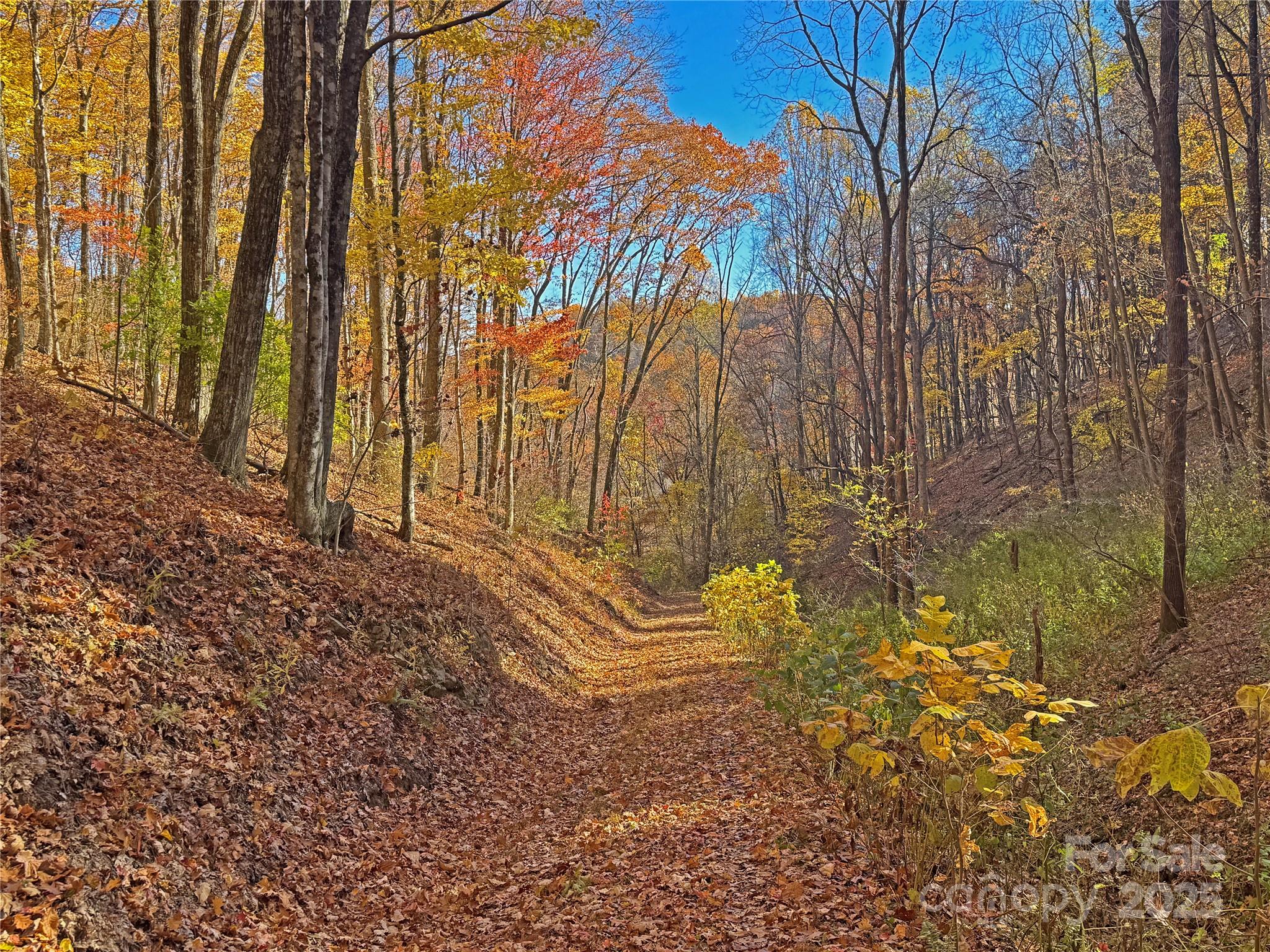890 Panther Branch Road Hot Springs, NC 28743 - Photo 46 of 47 a backyard of a house