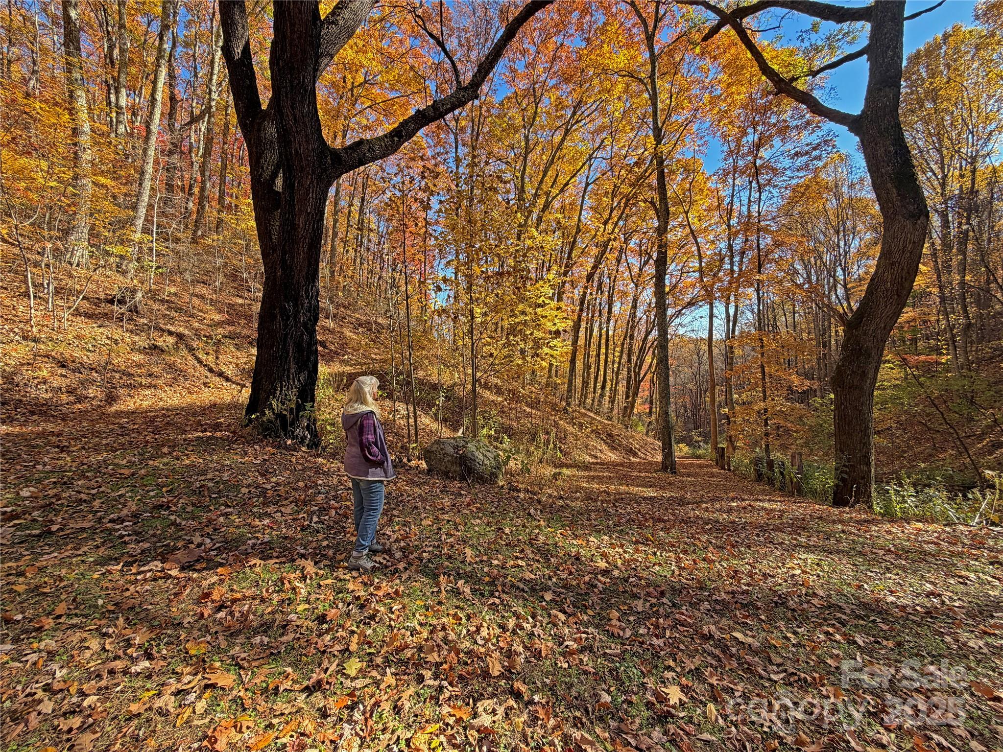 890 Panther Branch Road Hot Springs, NC 28743 - Photo 7 of 47 a backyard of a house with lots of green space
