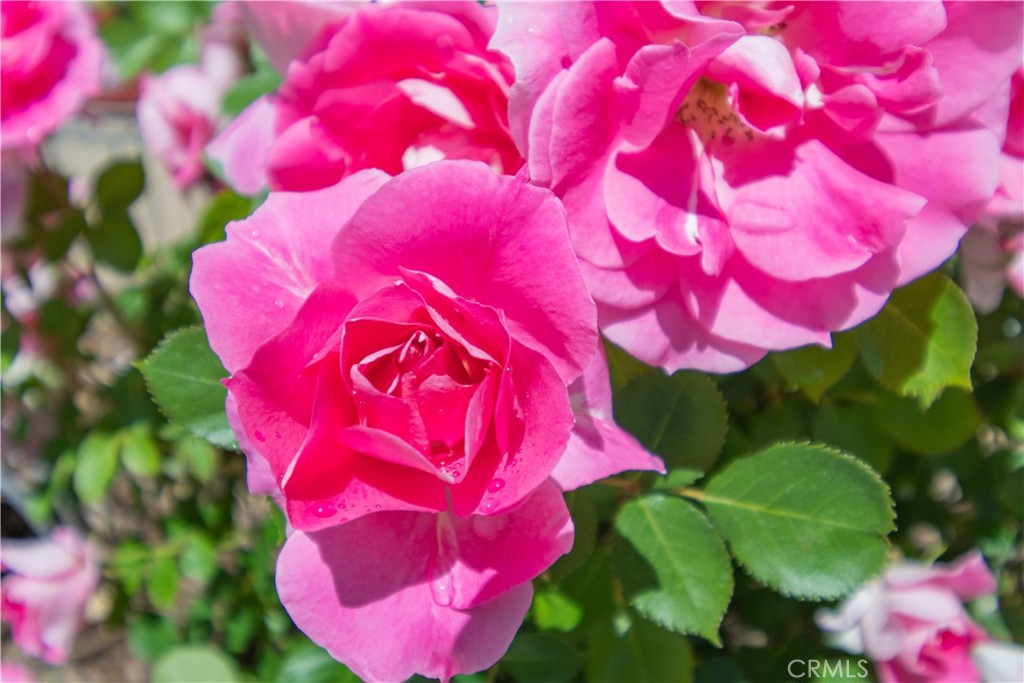 342 Bobwhite Drive Paso Robles, CA 93446 - Photo 21 of 35 a view of pink flowers
