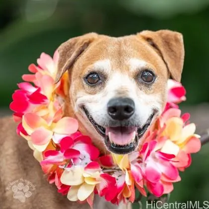 $699,000 | 14 Aulike Street, Unit 904, Kailua, HI 96734