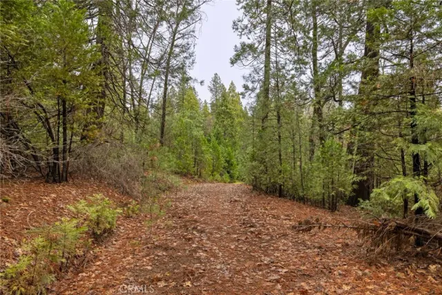 a view of a forest with trees in the background