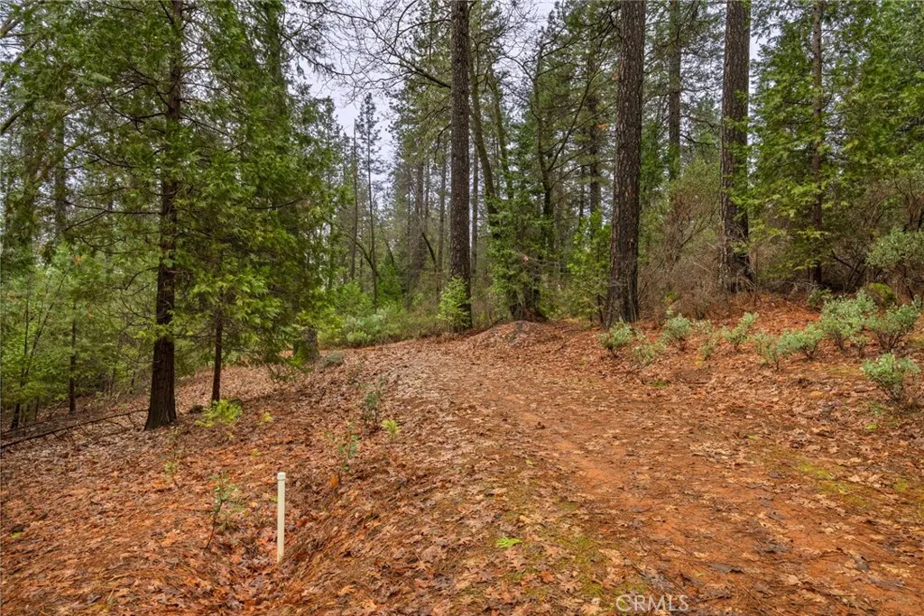 0 Christina Drive Forest Ranch, CA 95942 - Photo 12 of 18 a view of a yard with trees