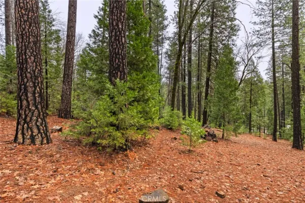 a view of outdoor space with lots of trees