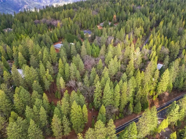 a view of a forest with a tree