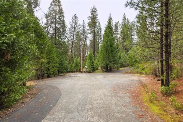 a view of a forest with trees in the background