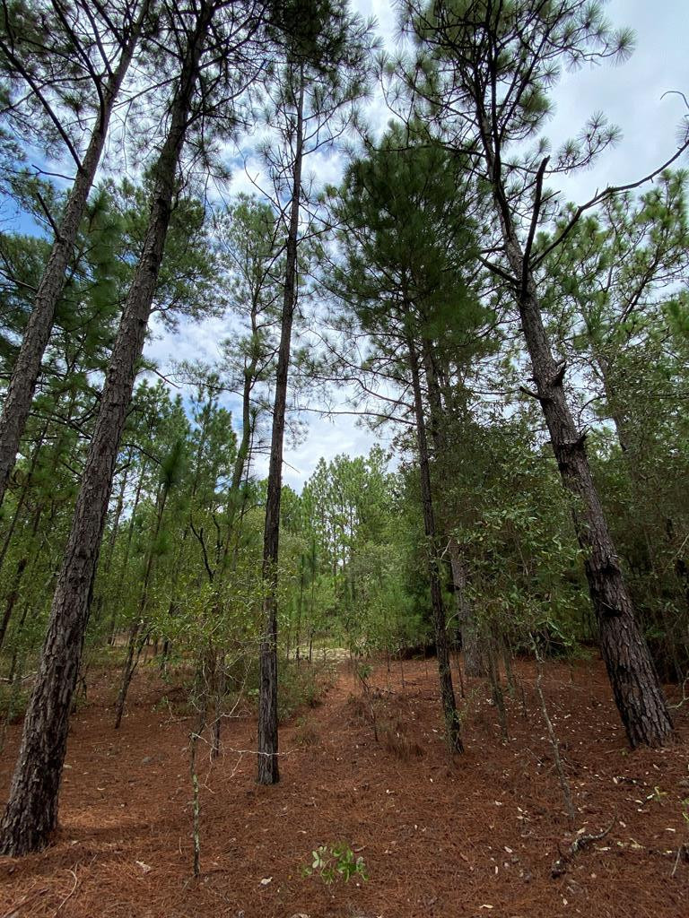 51.92-acre State Park Road Windsor, SC 29856 - Photo 10 of 14