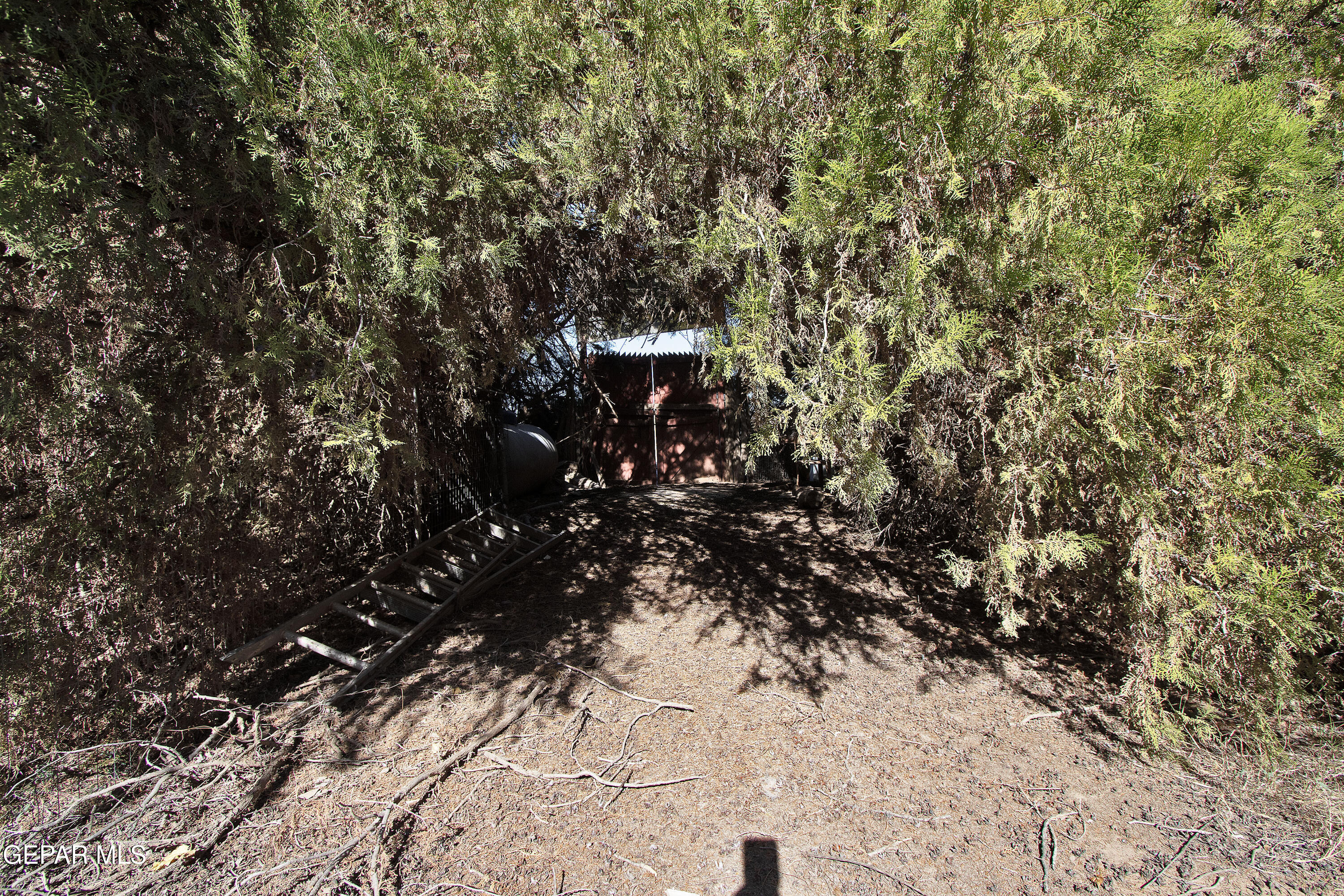 110 Southwest Creosote Road Out Of Service Area, OUT OF SERVICE AREA 99999 - Photo 4 of 101 a view of tree
