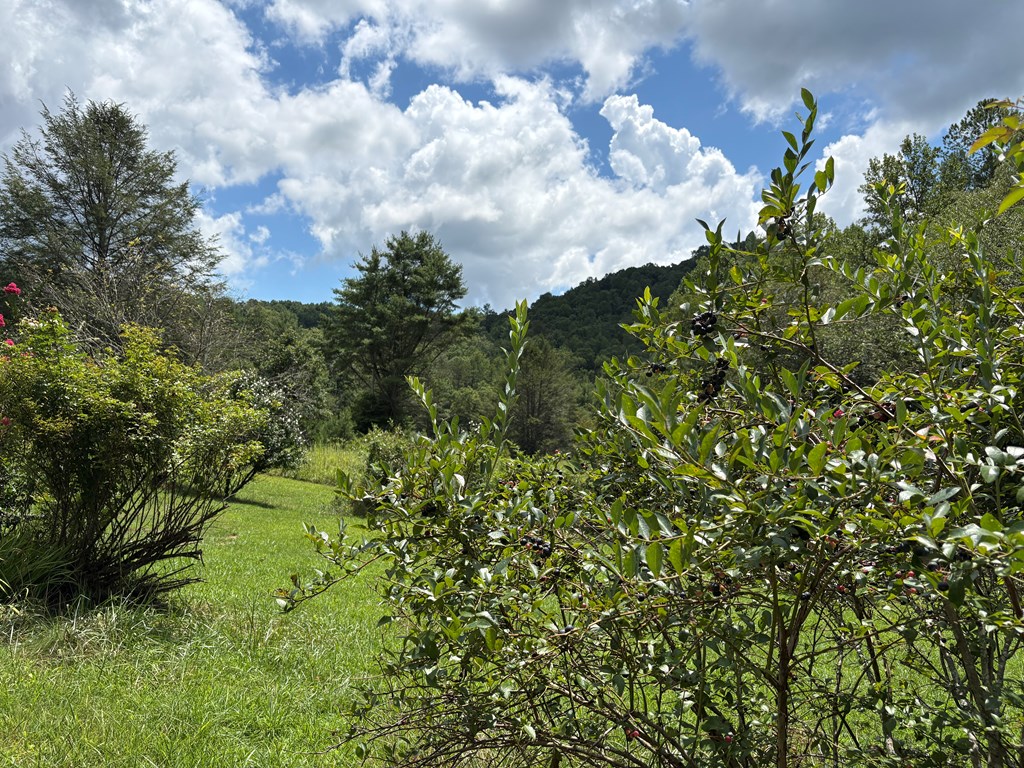 24 Doe Run Suches, GA 30572 - Photo 34 of 46 a view of a bunch of trees