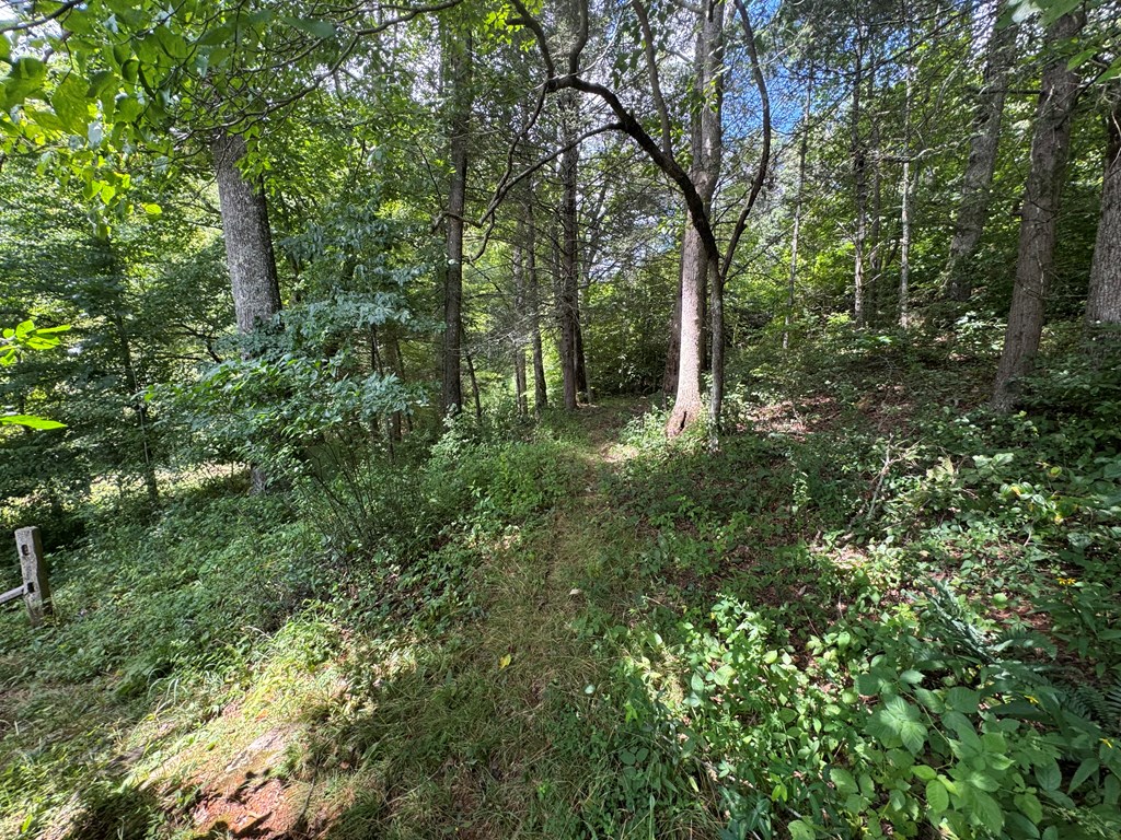 24 Doe Run Suches, GA 30572 - Photo 37 of 46 a view of a forest with a tree