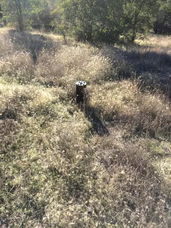 a view of a forest with trees in the background