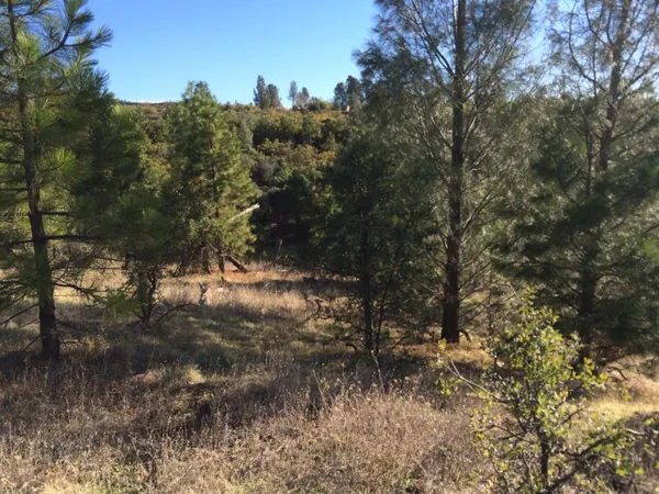 a view of lake with tree