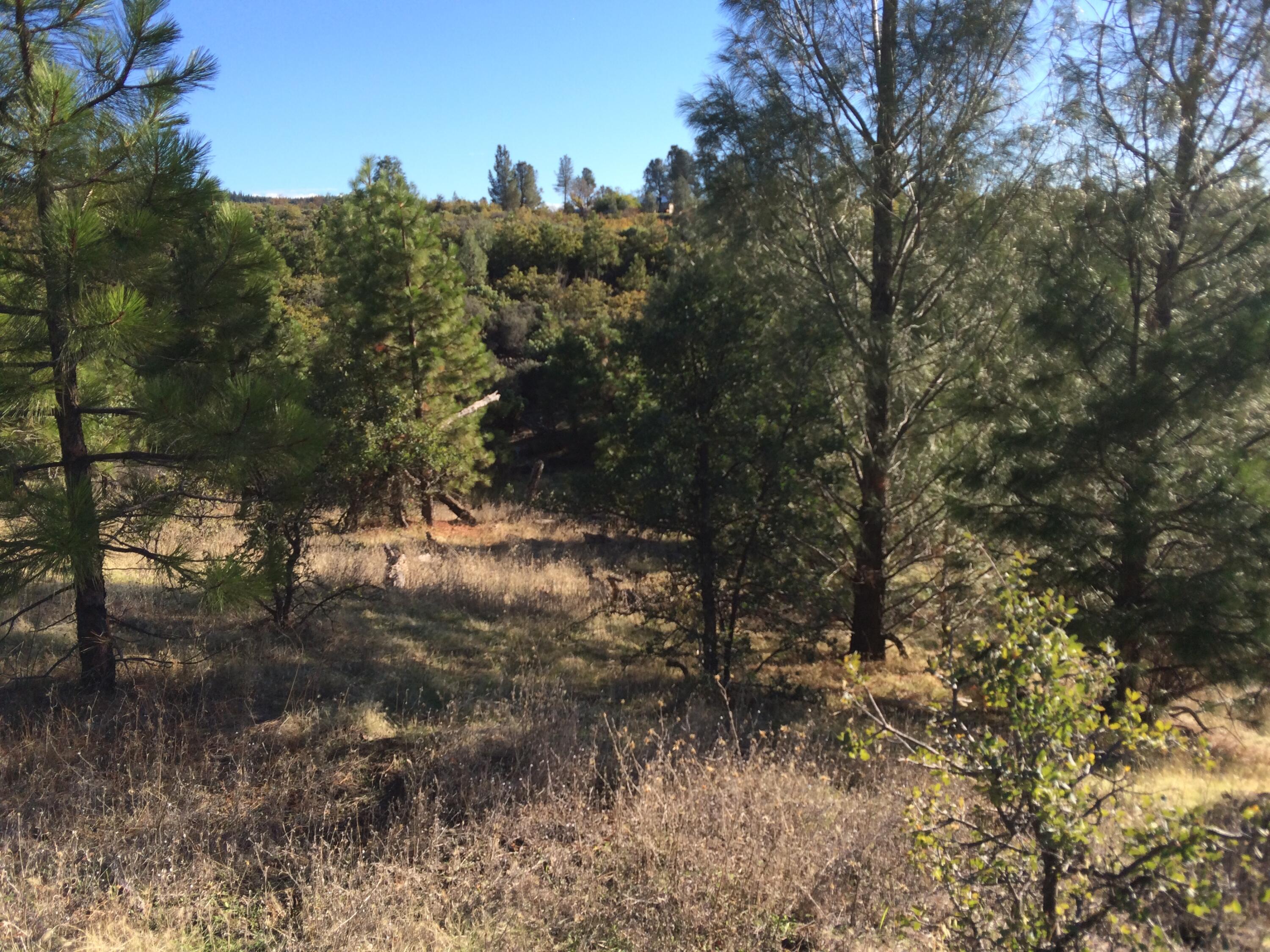 17759 Patterson Ranch Road Round Mountain, CA 96084 - Photo 13 of 24 a view of a forest with trees in the background
