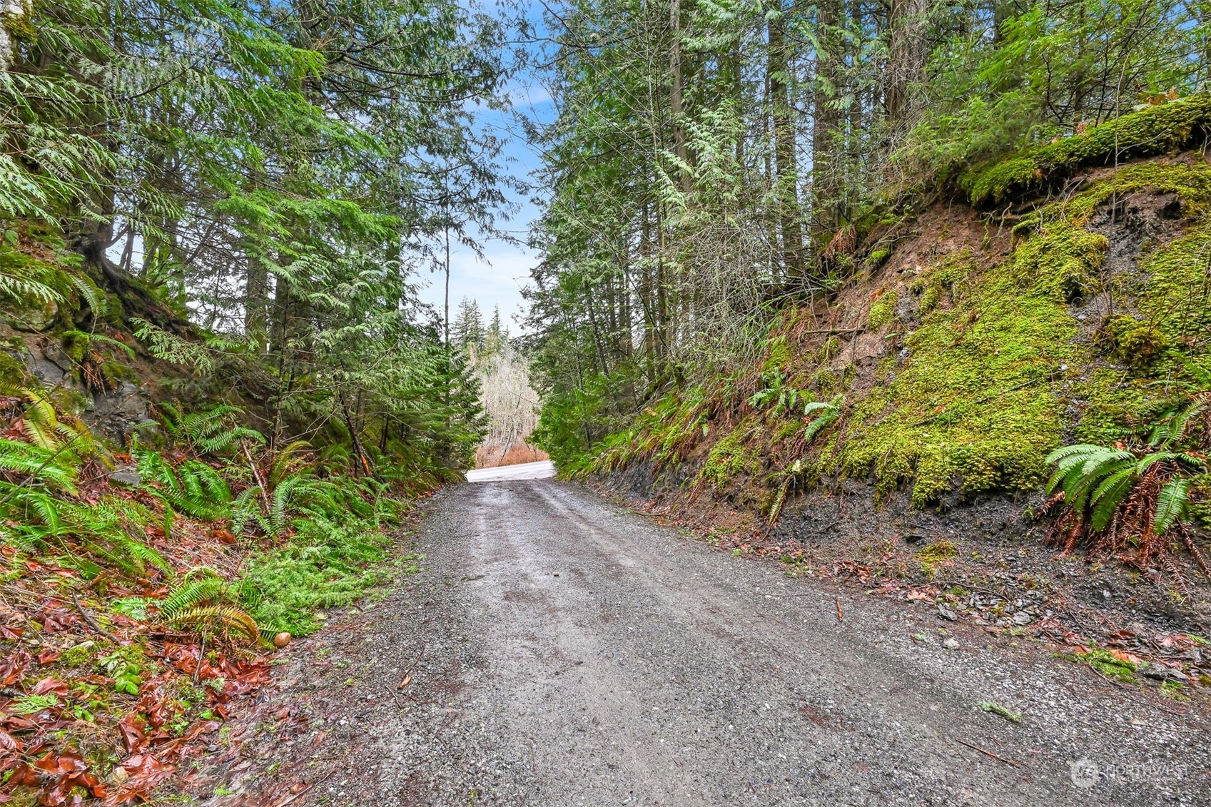 0 South Pass Road Everson, WA 98247 - Photo 2 of 10 a view of a yard with plants and a tree