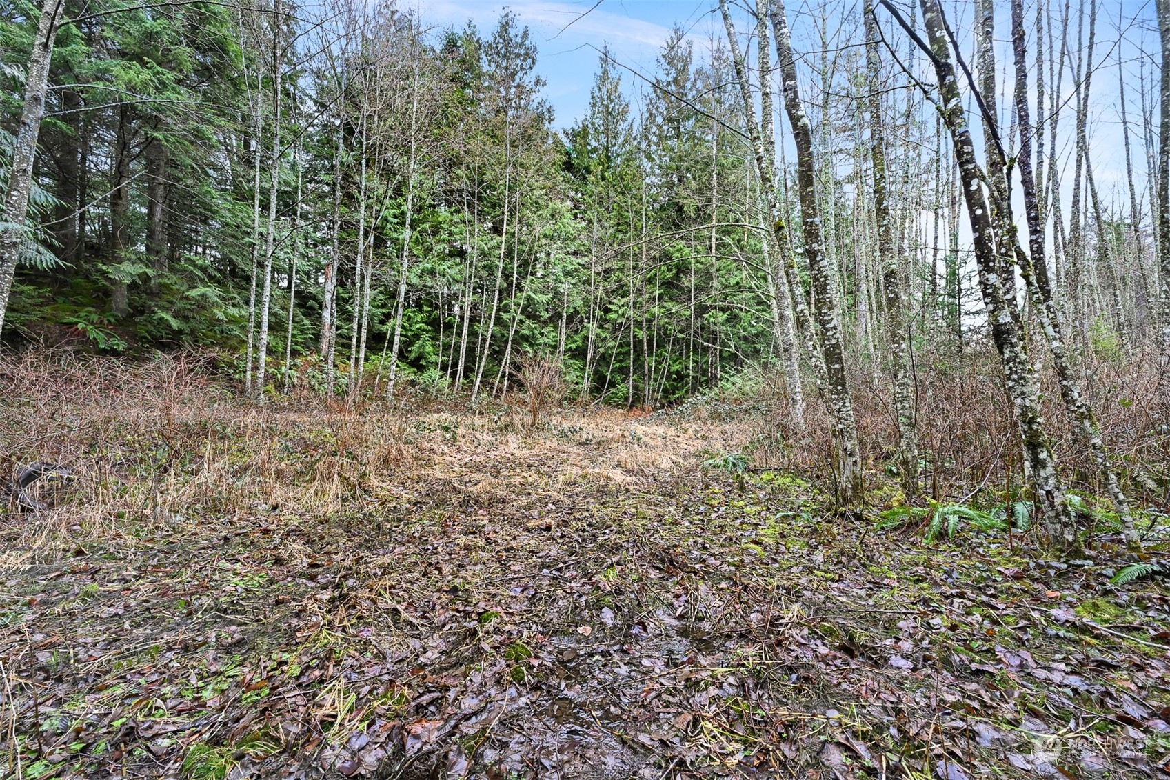0 South Pass Road Everson, WA 98247 - Photo 3 of 10 a view of a forest with trees