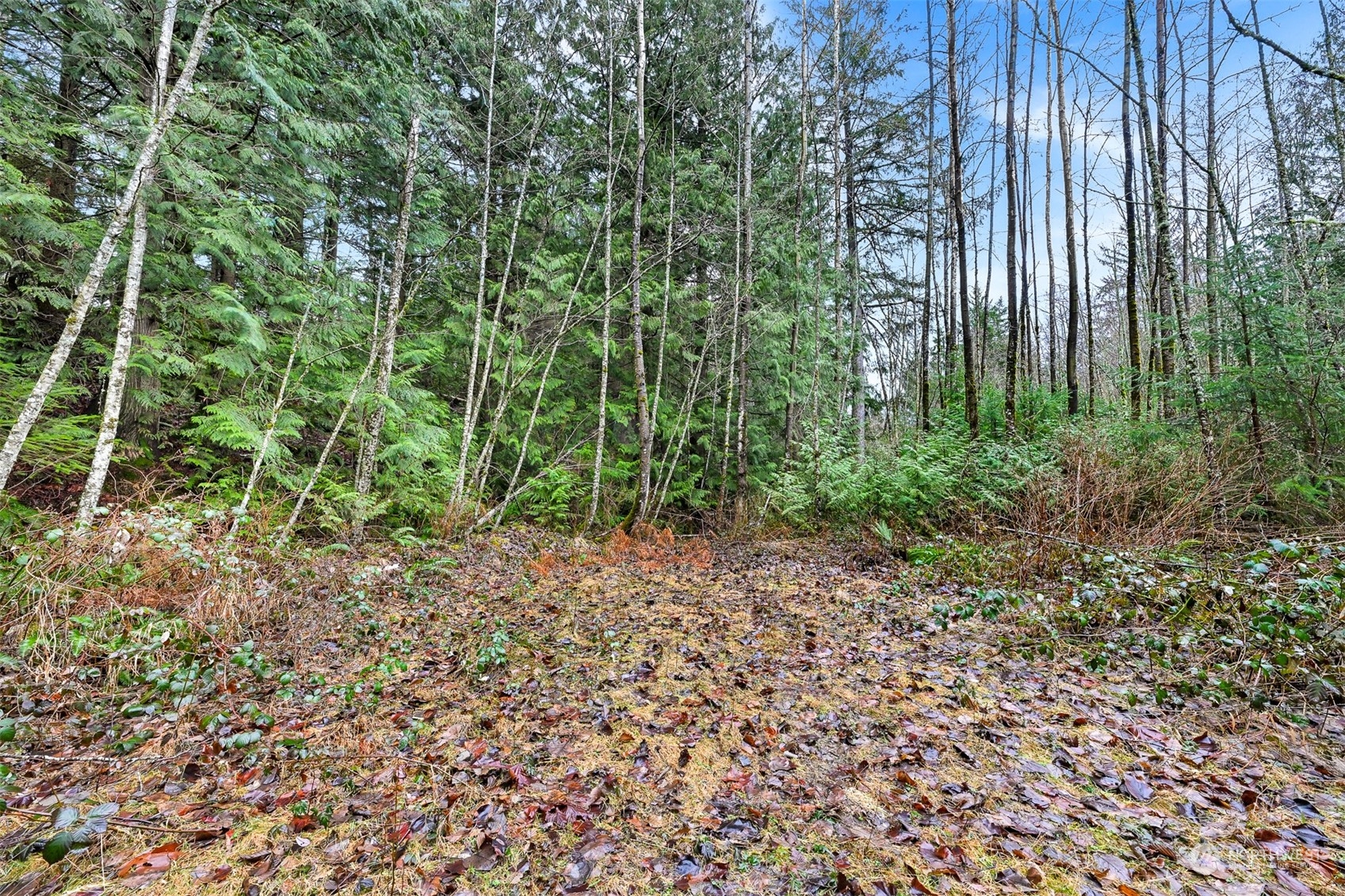 0 South Pass Road Everson, WA 98247 - Photo 4 of 10 a view of a garden with plants