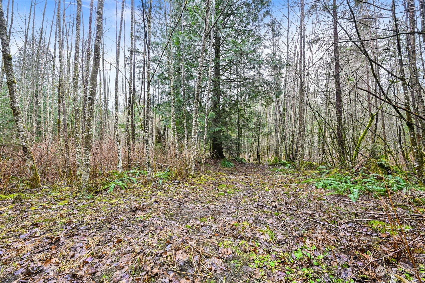 0 South Pass Road Everson, WA 98247 - Photo 6 of 10