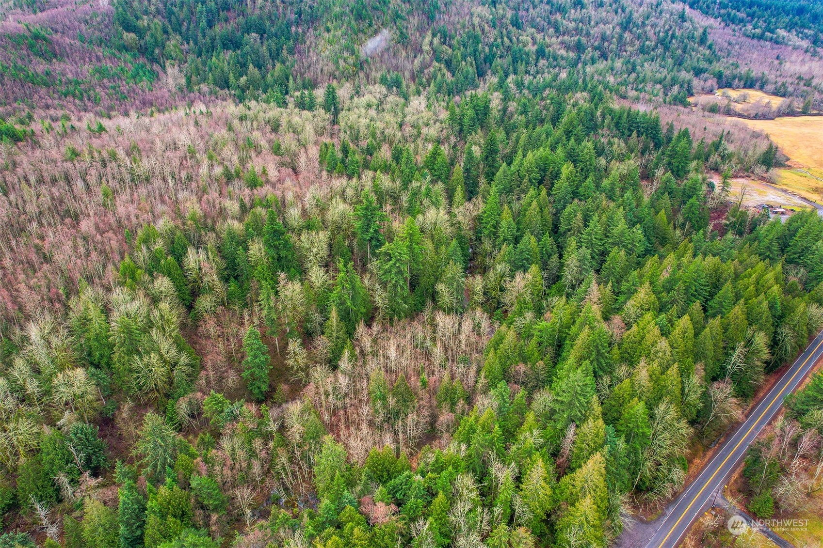 0 South Pass Road Everson, WA 98247 - Photo 10 of 10 a view of a lush green forest with large trees