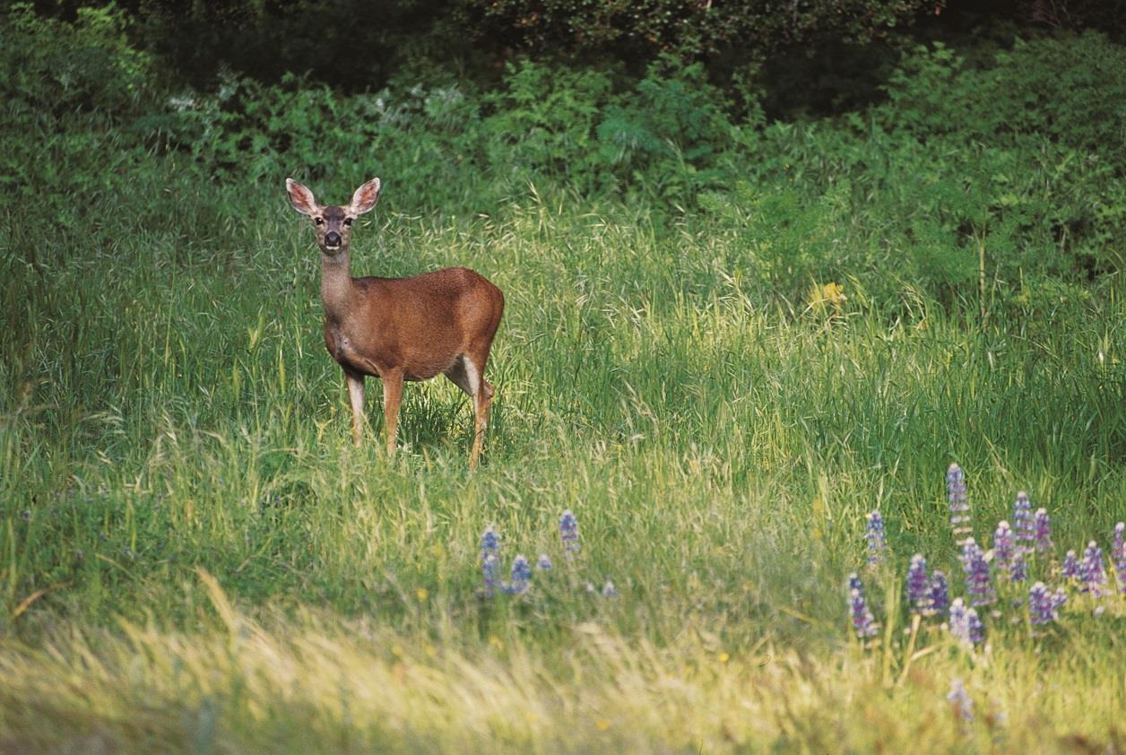 7548 Monterra Ranch Road Monterey, CA 93940 - Photo 20 of 20 a view of a garden