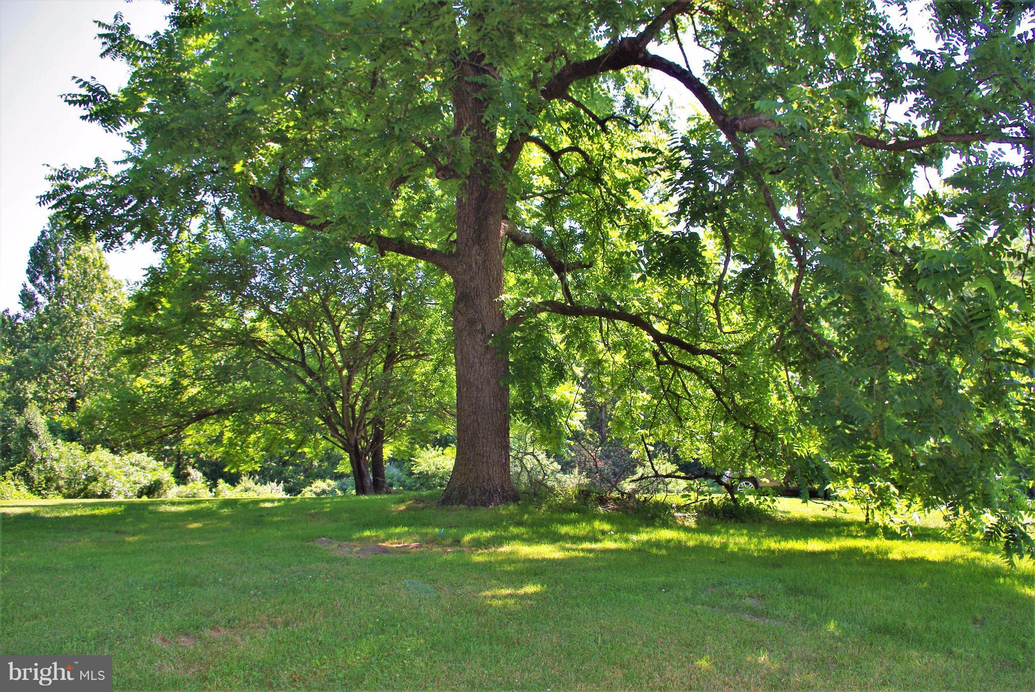 3699 Slate Mills Road Sperryville, VA 22740 - Photo 21 of 21 Mature trees grace the lawn