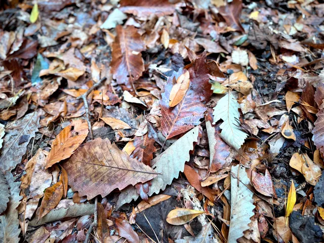 $1,285,000 | 1215 Sandy Run Circle, Summerville, SC 29486