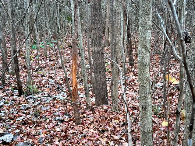 $1,285,000 | 1215 Sandy Run Circle, Summerville, SC 29486