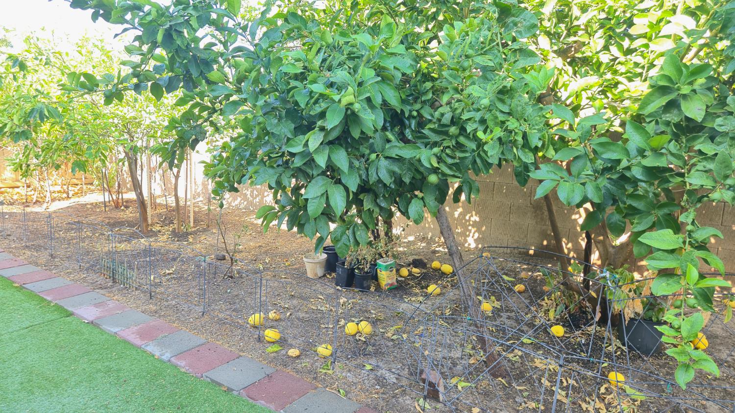 758 Persimmon Street Madera, CA 93638 - Photo 26 of 32 a backyard of a house with lots of green space