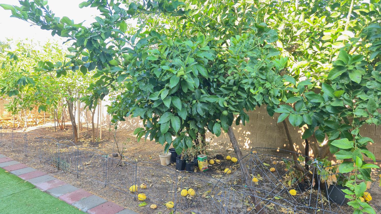758 Persimmon Street Madera, CA 93638 - Photo 29 of 32 a backyard of a house with lots of green space