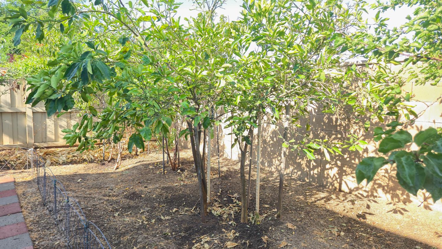 758 Persimmon Street Madera, CA 93638 - Photo 30 of 32 a view of a yard with plants tree