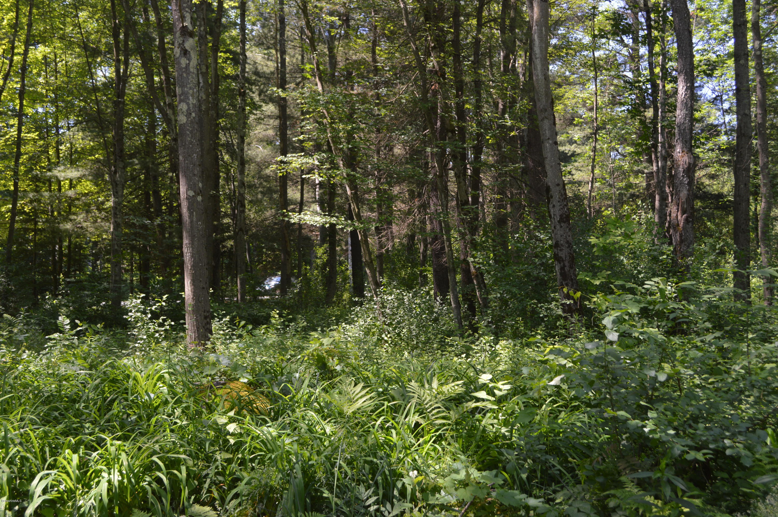 453 Summit Road Richmond, MA 01254 - Photo 23 of 25 a view of a forest with a tree