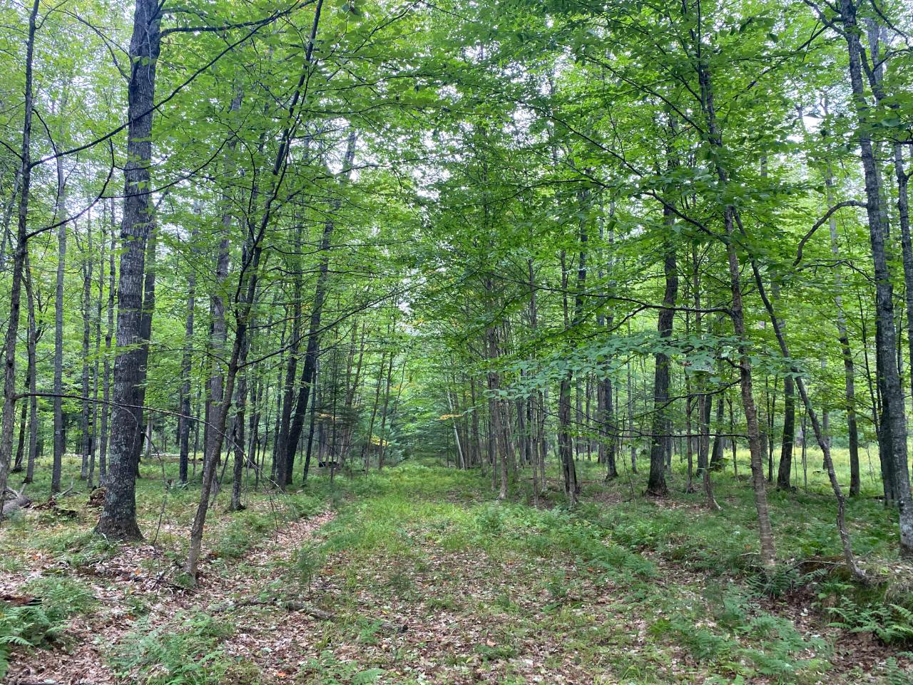 Lot 23 Grace Lake Road Watersmeet, MI 49969 - Photo 17 of 25 Gallery Image 17