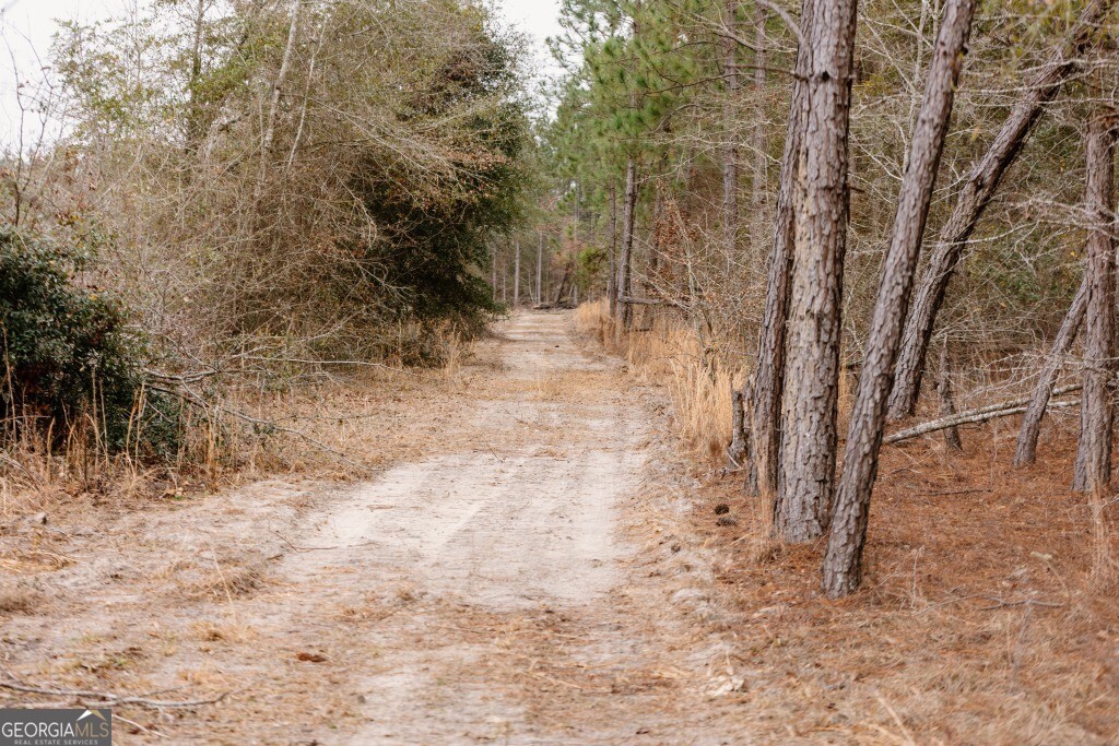 0 Bunn Store Road, Unit TRACT 1 Midville, GA 30441 - Photo 11 of 15 a view of a yard with trees