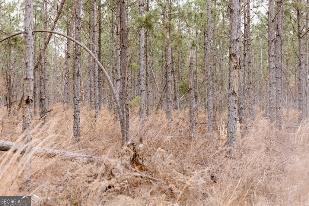 0 Bunn Store Road, Unit TRACT 1 Midville, GA 30441 - Photo 14 of 15 a picture of tree