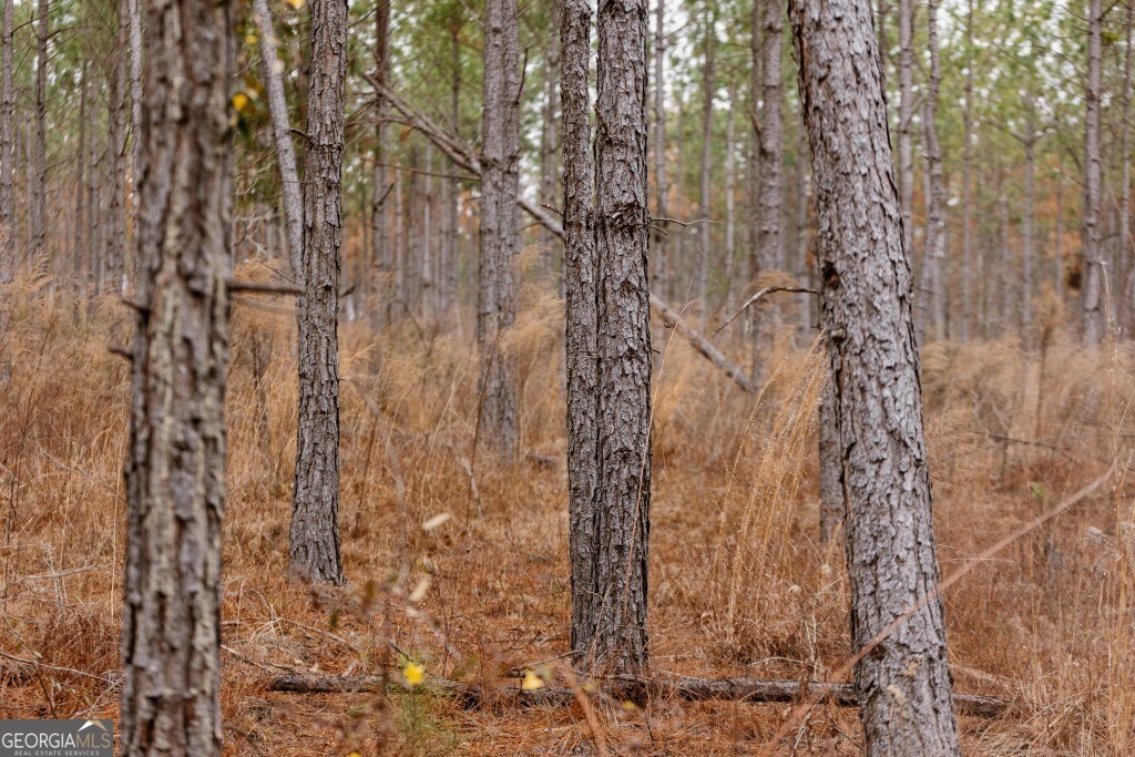 0 Bunn Store Road, Unit TRACT 1 Midville, GA 30441 - Photo 15 of 15 a bathroom with a shower