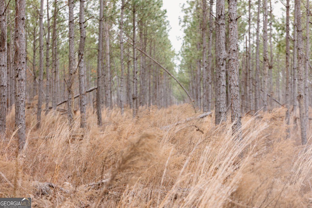 0 Bunn Store Road, Unit TRACT 1 Midville, GA 30441 - Photo 2 of 15 a view of small yard