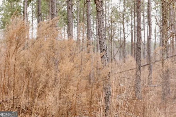 a close up of a plant