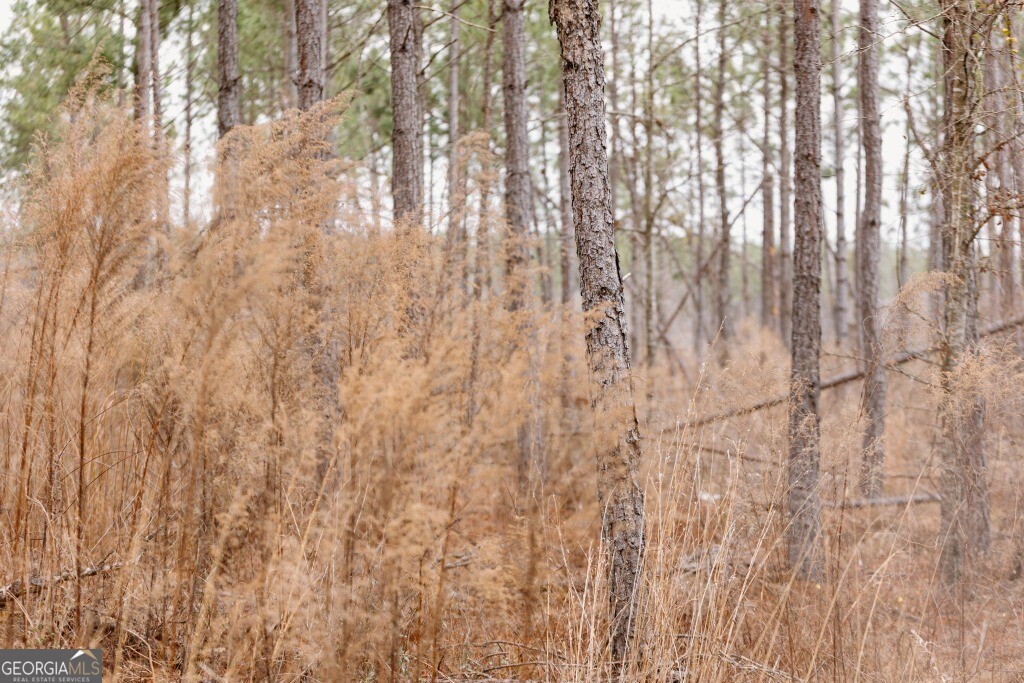 0 Bunn Store Road, Unit TRACT 1 Midville, GA 30441 - Photo 3 of 15 a close up of a plant