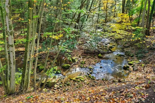 a view of a plant in a garden