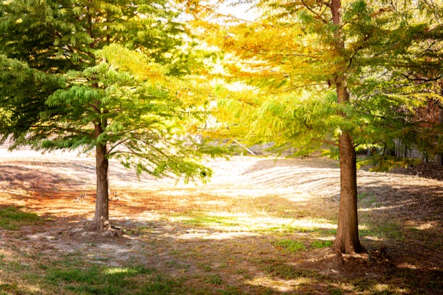 2505 Thornton Road, Unit 2106 Austin, TX 78704 - Photo 37 of 40 a view of a yard with an tree