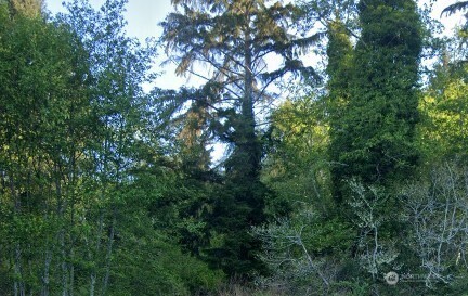 a view of a tree in a yard