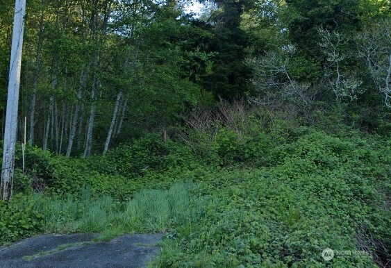0 Cosgrove Street Hoquiam, WA 98550 - Photo 2 of 8 a view of a yard